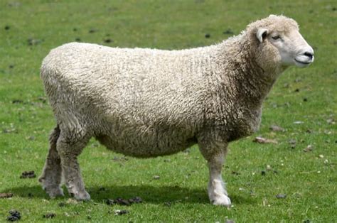 Corriedale Sheep Breed: Information, Behavior, and Care