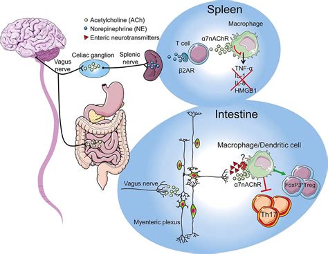 Thiamine Deficiency - A Potential Cause of SIBO and other Gut Dysfunction?