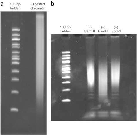 Digestion QC throughout the in situ DNase Hi-C protocol. (a) A typical... | Download Scientific ...