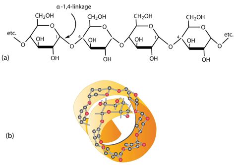 Carbohydrates | Structure, Function, Types & Role In Biology