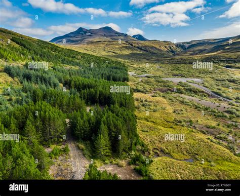 Forest area, Brynjudalur, Hvalfjordur, Iceland. This image is shot ...