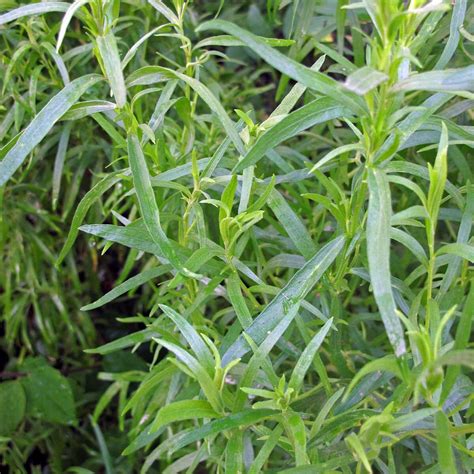 Tarragon (Artemisia dracunculus) - approx. 1000 seeds