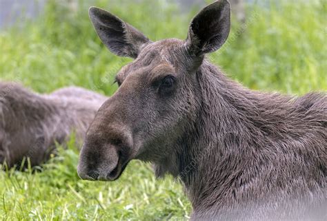 Female elk - Stock Image - C051/1373 - Science Photo Library