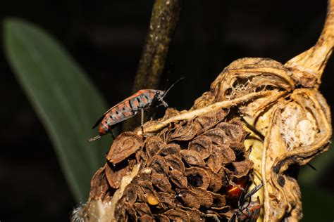 Triatominae bug containing animal, anthropod, and arthropoda | Animal Stock Photos ~ Creative Market