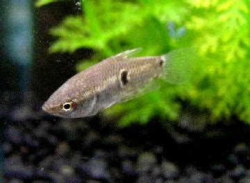 Eyespot Gourami (Parasphaerichthys ocellatus) - Tropical Fish Keeping - Aquarium fish care and ...