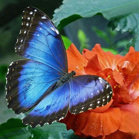 30 best Blue morpho butterly tattoo ideas images on Pinterest | Butterflies, Blue butterfly and ...