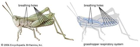 respiratory system - Kids | Britannica Kids | Homework Help