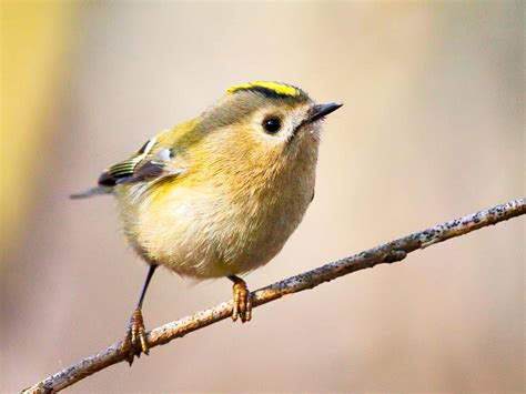 19 common British birds in your garden | lovethegarden