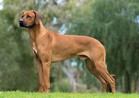 Rhodesian Ridgeback Breeds