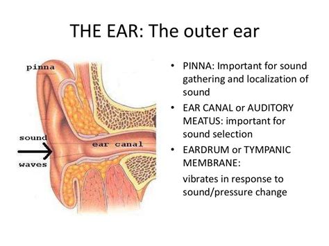 ear anatomy, structures, functions