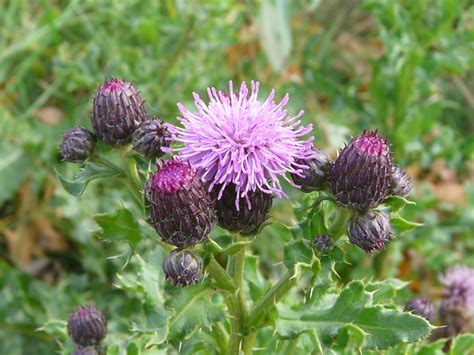 Toronto Wildlife - More Canada Thistle