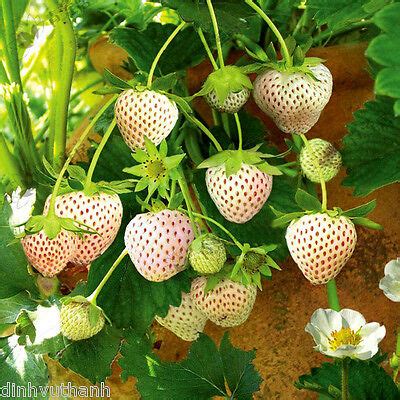 White Carolina Pineberry Plants - 500 Seeds | eBay