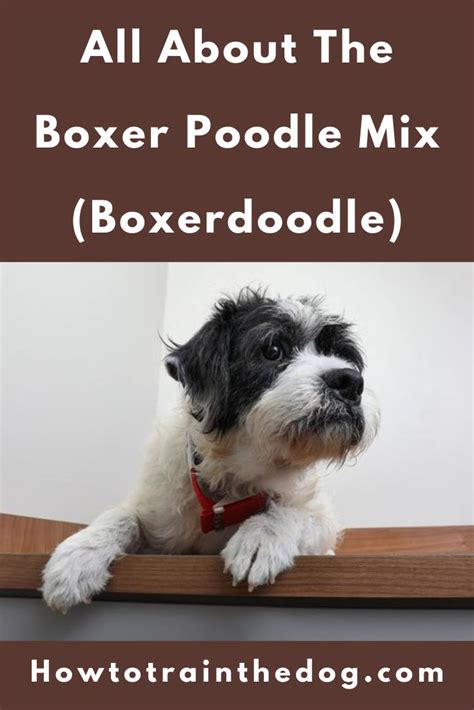 a black and white dog sitting on top of a window sill with the words, all about the boxer poodle ...