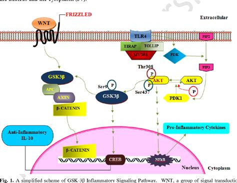 Figure 1 from Glycogen synthase kinase-3 beta (GSK-3β) signaling: Implications for Parkinson's ...