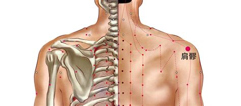 肩髎穴的准确位置图和作用-功效-图片-乡间郎中