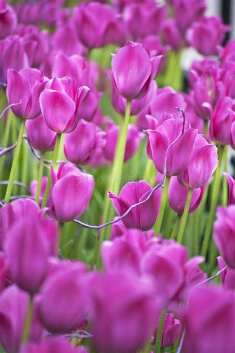 Tulip Garden stock image. Image of beauty, blue, colorful - 43185563