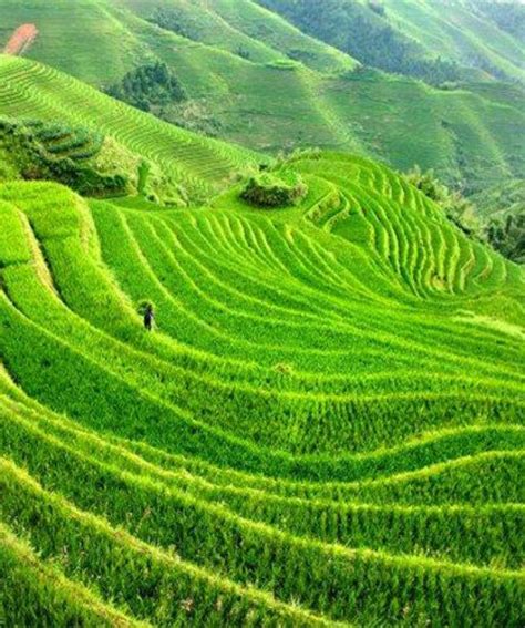 Book Longji Rice Terraces Tour in Guilin - VisitGuilin.org