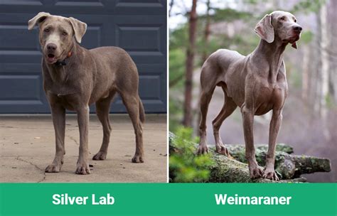 Silver Lab vs. Weimaraner: Differences Explained (With Pictures) – Dogster