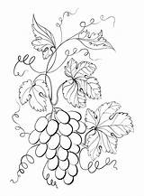 Grapes Printable Coloring Page  Free Pages sketch template