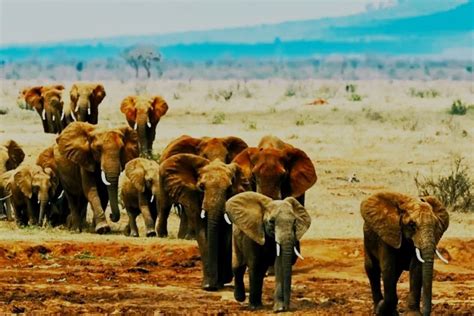 Tsavo West National Park Safari| Tsavo National Park Safari