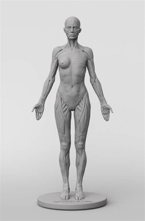 3dtotal Anatomy: female full ecorche figure – 3dtotal shop