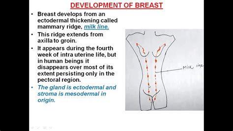 Mammary Gland Part -2 - YouTube