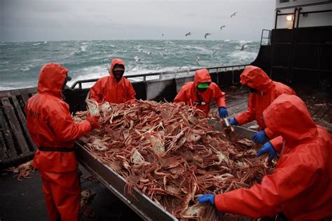 Russian red king crab fishery gets MSC label - FiskerForum