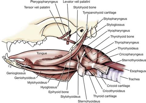 Soft Tissues of the Oral Cavity | Veterian Key