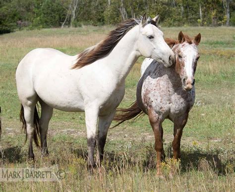 Buckskin Horse Mustang : Tanner | Buckskin appaloosa mustang caught ...