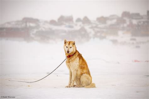 Meet the Sled Dogs – Arctic Excursions