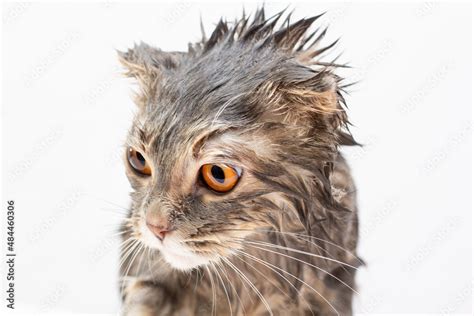 Wet cat after a shower or a bath Stock Photo | Adobe Stock