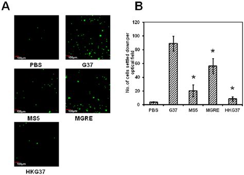 Differentiation of THP-1 cells by M. genitalium strains. A. Adherent ...