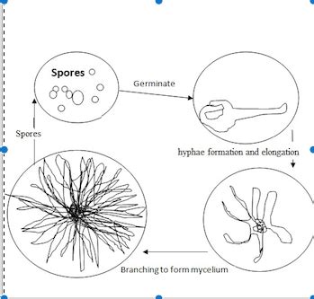 Labelled Aspergillus Niger Under Microscope