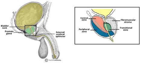 Prostate Anatomy Lobes