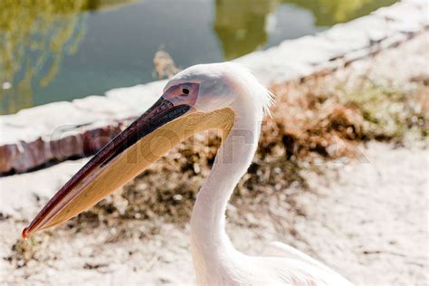 selective focus of pelican with big beak | Stock image | Colourbox