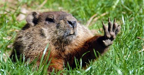 Woodchucks กินอะไร? | Newagepitbulls