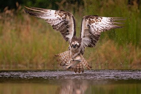 How to Photograph Ospreys | Nature TTL