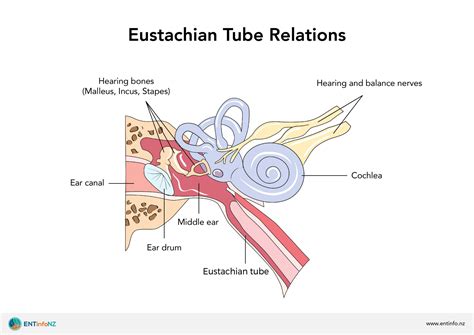 Structure and function of the ear - ENT Info