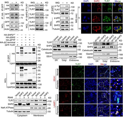 SHP2 interacted with TLR7 and promoted TLR7 trafficking to endosomes. A ...