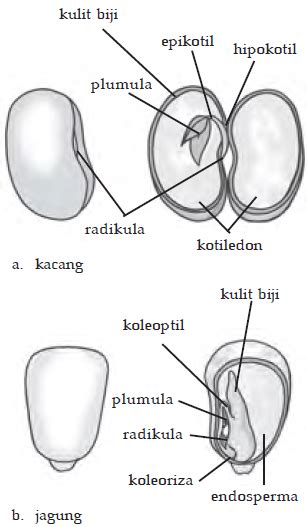 Struktur Biji Monokotil Dan Dikotil – bintangutama69.github.io