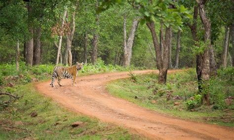 Tadoba Jungle Camp l Luxury Forest Resorts & Hotels