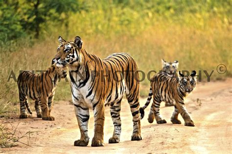 #Wildlife at the #Bandhavgarh #NationalPark, Madhya Pradesh - #India | National parks, Wildlife ...