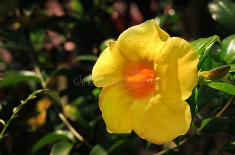 Allamanda flower stock image. Image of floral, beauty - 257890225