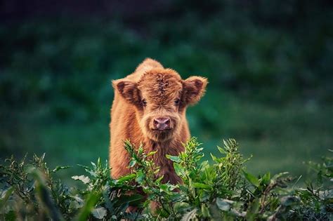 2560x1440px | free download | HD wallpaper: Animal, Cow, Baby Animal ...