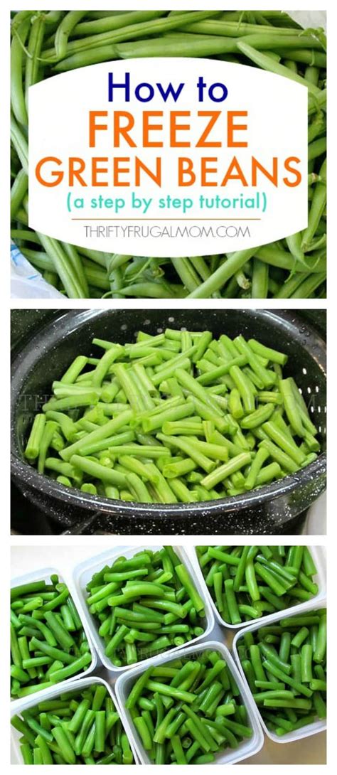 How to Freeze Green Beans (a step by step tutorial) - Thrifty Frugal Mom