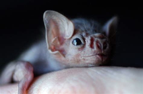 Some Vampire Bats Have Started Biting Humans (and It's Probably Our Fault)