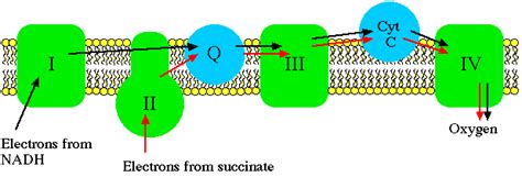 Mitochondria function: the electron transport system