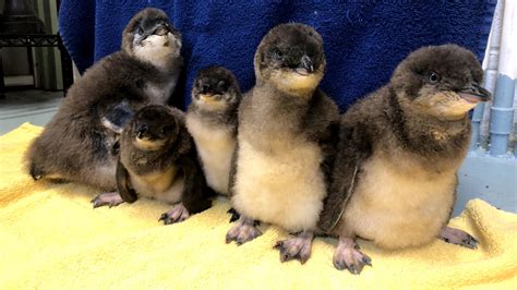 Baby Penguins! Meet the five new little blue penguin chicks at the ...