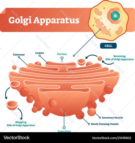 Golgi apparatus labeled scheme Royalty Free Vector Image