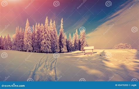 Panorama of the Winter Sunrise in the Forest Stock Image - Image of ...